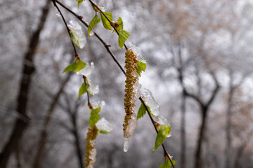 Young leaves of birch covered with ice and snow