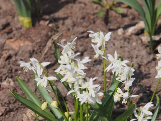 Obraz premium White buds of blooming bluebell flowers. Spring flowers.