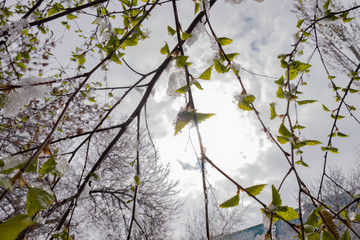 Young leaves of birch covered with ice and snow