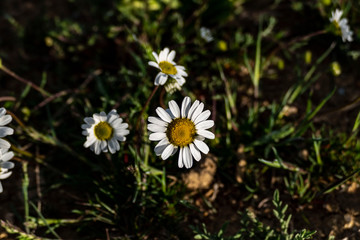 daisy flowers growing in nature, daisy flowers in medicine,