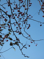 arbre, ciel, branchages, nature