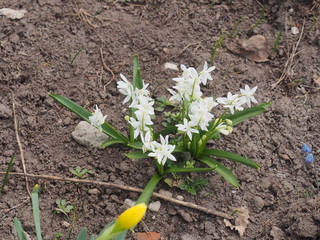 White buds of blooming bluebell flowers. Spring flowers.