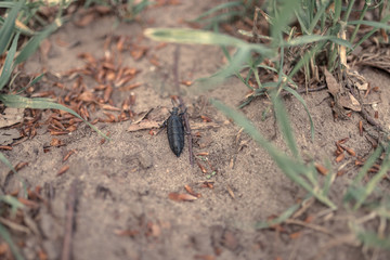 black worm on the ground