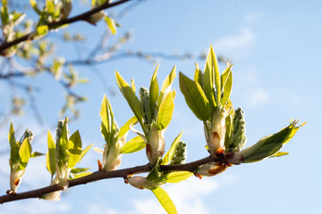 Blossoming buds of bird cherry in spring against the blue sky in the rays of the sun. The...