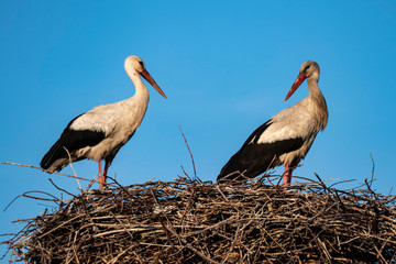 storks in their nests in spring