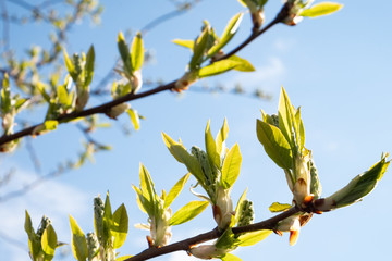 Blossoming buds of bird cherry in spring against the blue sky in the rays of the sun. The...