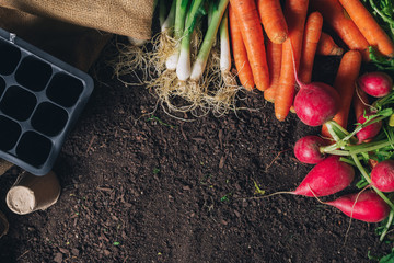 Organic homegrown produce and gardening equipment with copy space