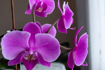 Purple orchids are on the windowsill. purple orchid leaves