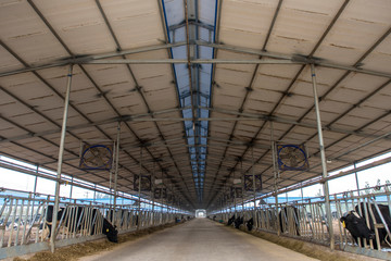 Feed corridor of cattle farm