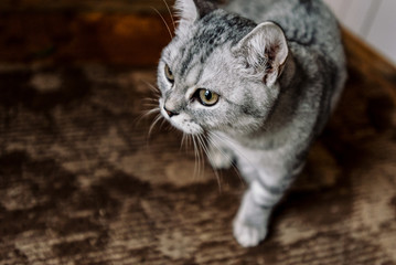 beautiful domestic grey sweet cat sitting at home and looking