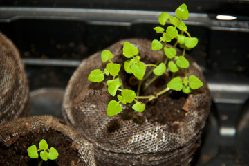 Close up, looking at catnip plant seedlings in mesh covered peat pods. A member of the mint family