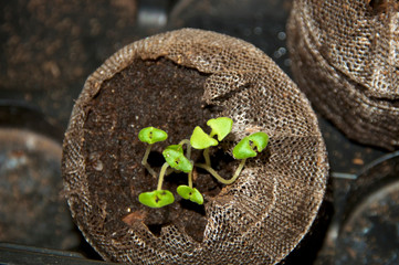Close up, looking down at lavender plant seedlings in mesh covered peat pods.