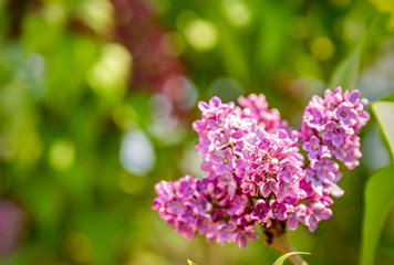 Obraz premium purple lilac bush blooming in May day with beautiful bokeh and copyspace