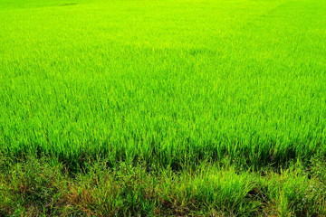 Naklejka na ściany i meble Close up Green Rice Field.