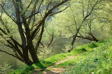 Fototapeta premium Chemin en bord de rivière