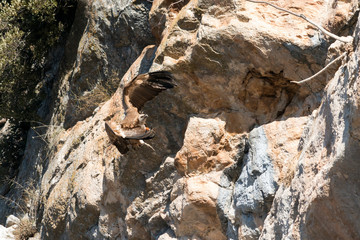 Grifone (Gyps fulvus) - località Petrella Liri (Aq)