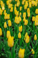 Obraz premium Tulips in the flower garden.