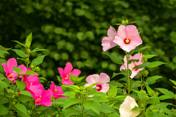 In summer, the grass Hibiscus blossoms in the city park. Luannan County, Tangshan City, Hebei Province, China