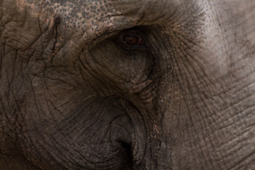 Fototapeta premium Sad elephant looking down