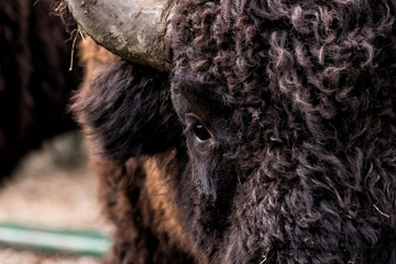 Portrait of a European Bison