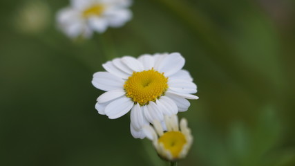 Obraz premium Ромашка