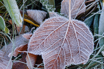After a heavy mountain frost this striped maple leaf is crystalized with hoarfrost in the Great Smoky Mountains National Park.