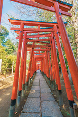 Fototapeta na wymiar 稲荷神社の鳥居