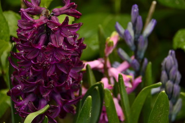 claret red hyacinth in the garden