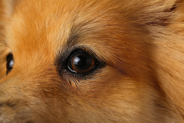 Pomeranian spitz Dog on brown background in studio