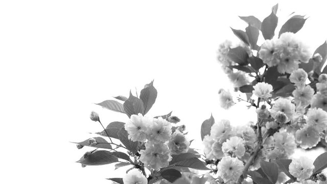Black and white floral spring background. Closeup view of beautiful sakura blooming tree isolated on white color sky background.