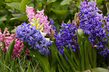 Fototapeta premium colorful hyacinths in the garden