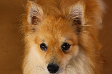 Pomeranian spitz Dog on brown background in studio