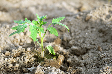 Young tomato seedling growing in soil