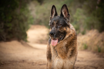 german shepherd dog in the mountain