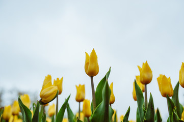 Tulips in the flower garden.