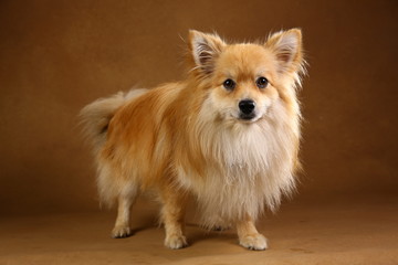 Pomeranian spitz Dog on brown background in studio