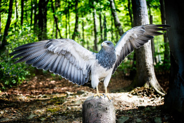 Aguja, a bird in the hawk family standing in green forest with spread wings, about to take flight.