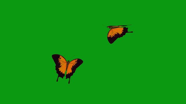 BUTTERFLY  Orange Green Scren