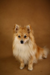 Pomeranian spitz Dog on brown background in studio