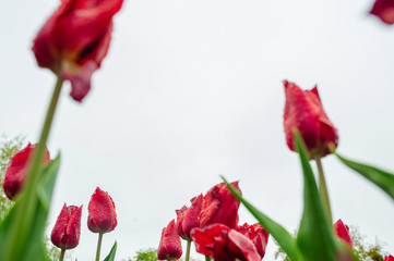 Fototapeta na wymiar Tulips in the flower garden.