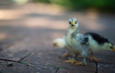 Three chicks