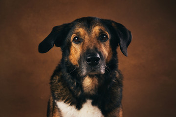 Brown and black mongrel dog sitting in studio on brown blackground and looking at camera