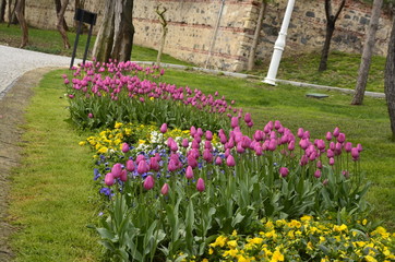 Obraz premium flowers in the garden