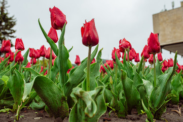 Tulips in the flower garden.