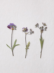 Purple pressed wild flowers with copy space