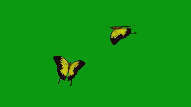 BUTTERFLY  Yellow Green Scren