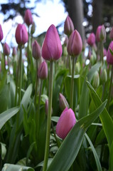 pink tulips in the garden