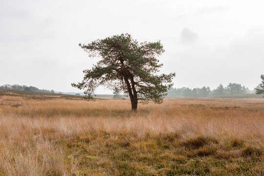 A lonely tree on a cloudy day on the Asselsche heath