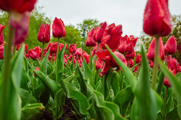 Tulips in the flower garden.