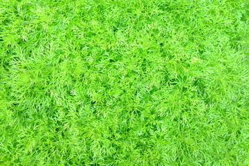 Green Leaves Texture Background, Suitable for Nature Concept.